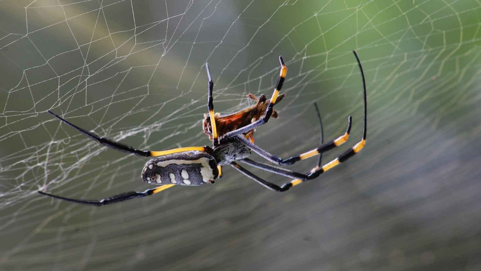 yellow spider