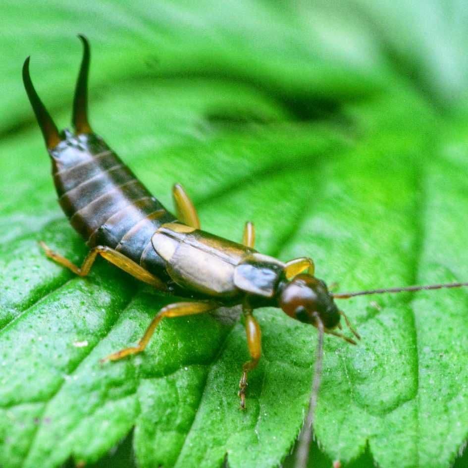 pincher bug