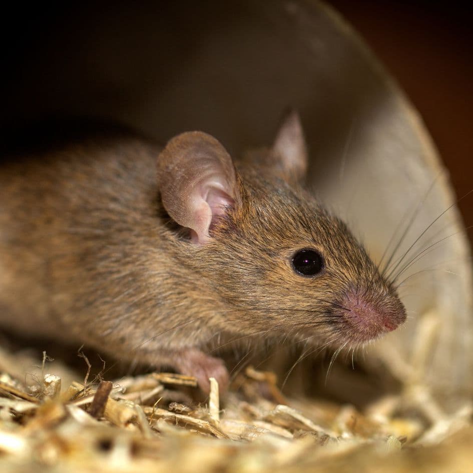 rodent