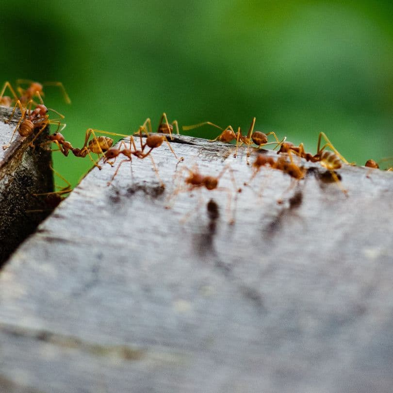 ant colony